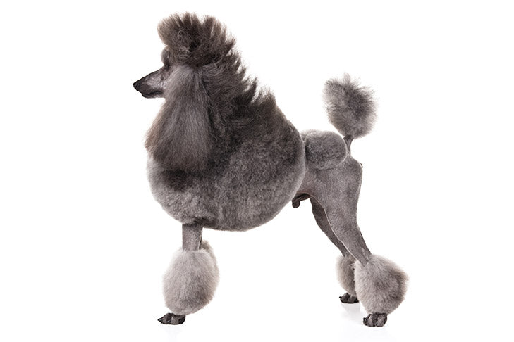 Poodle (Standard)
