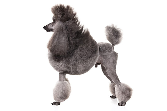 Poodle (Standard)